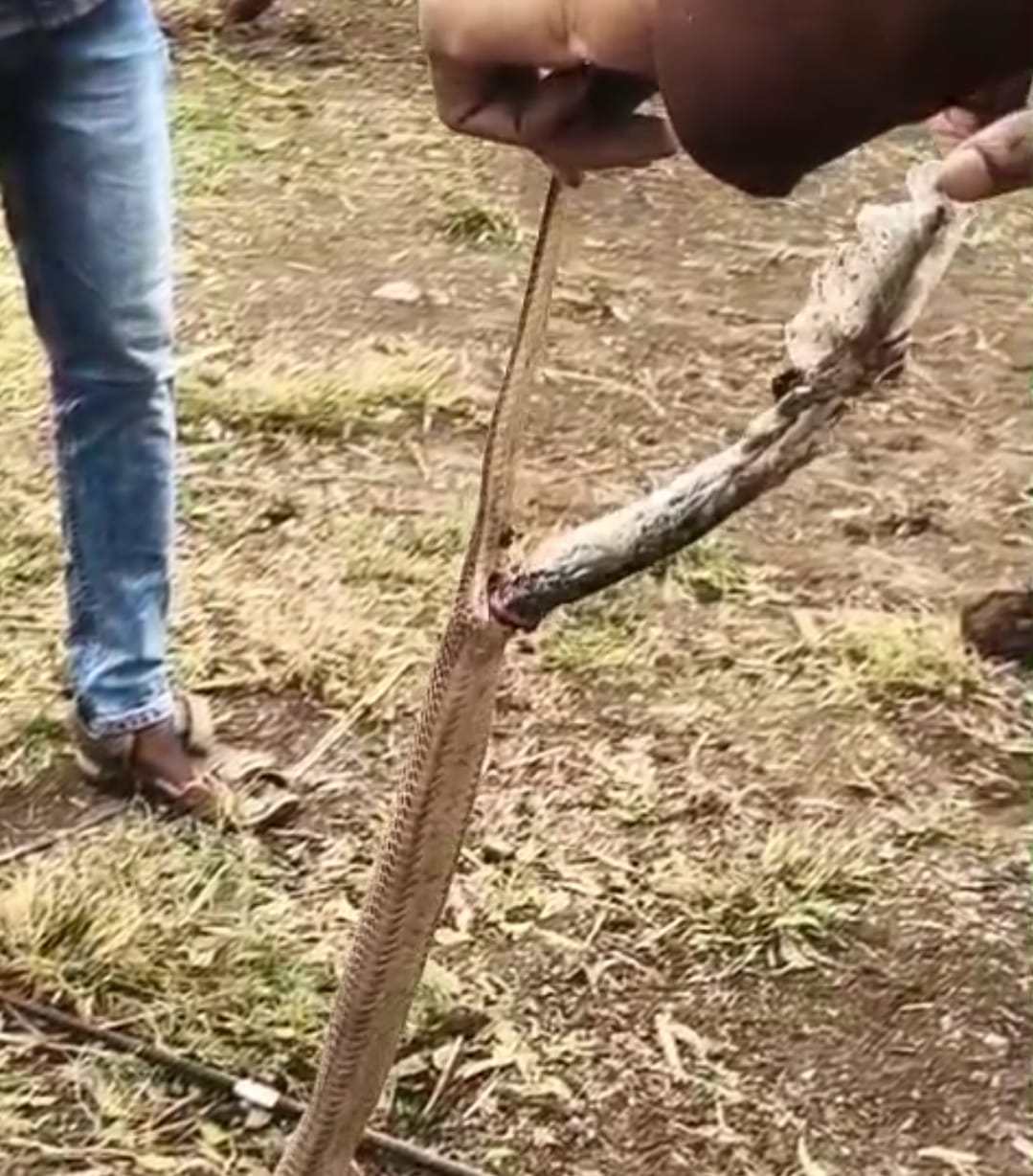 माणसाच्या प्लास्टिक प्रदूषणाचा बळी ठरला साप; सर्पमित्रांनी दिला नवसंजीवनीचा श्वास